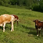 Torkar